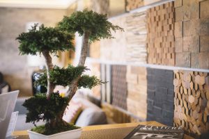 Wall coverings at Bonsai